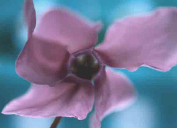 Достопримечательности Иллинойс Цветок штата: фиалка (Native violet).